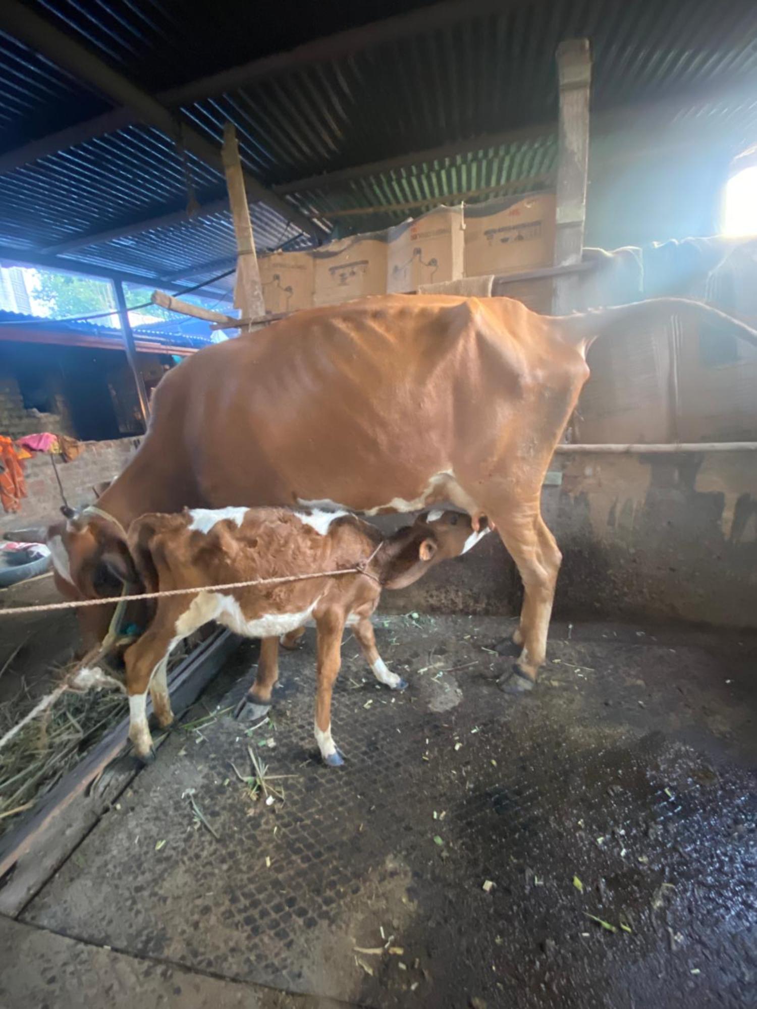Ingawale Farmhouse Satara Dış mekan fotoğraf